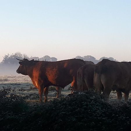 Landelijk Gelegen Huisje Op Erf Veeningen Zewnętrze zdjęcie