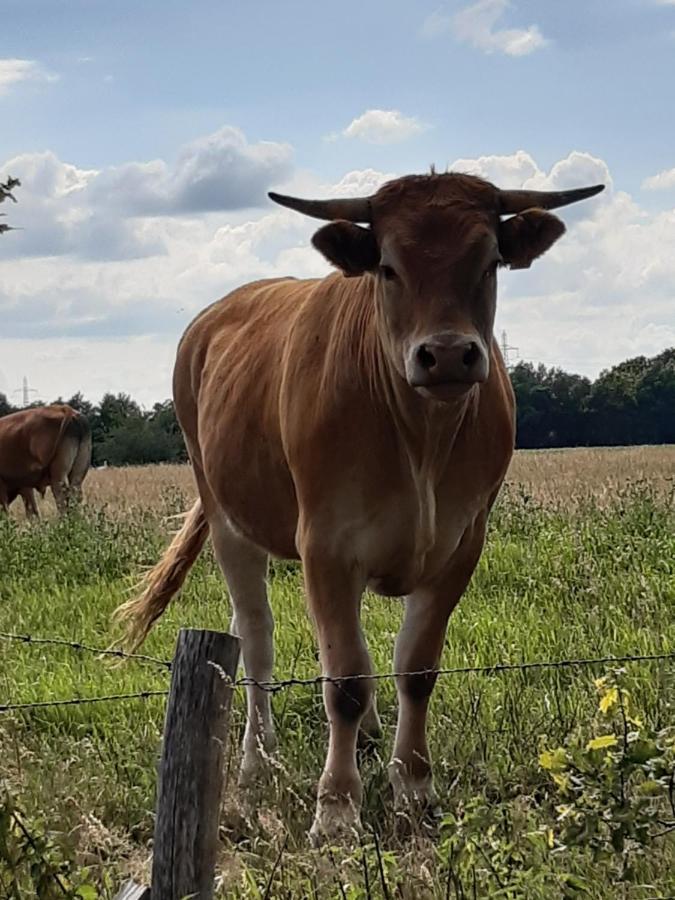 Landelijk Gelegen Huisje Op Erf Veeningen Zewnętrze zdjęcie